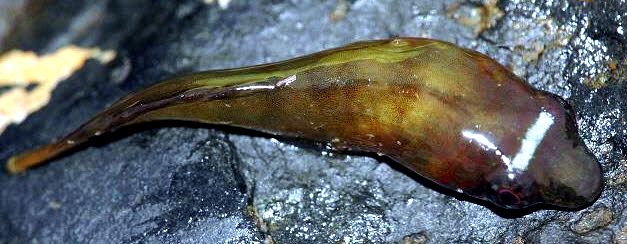 Lepadogaster candolii_u112